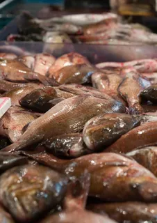 生物世界 鱼图片 生物世界 鱼图片