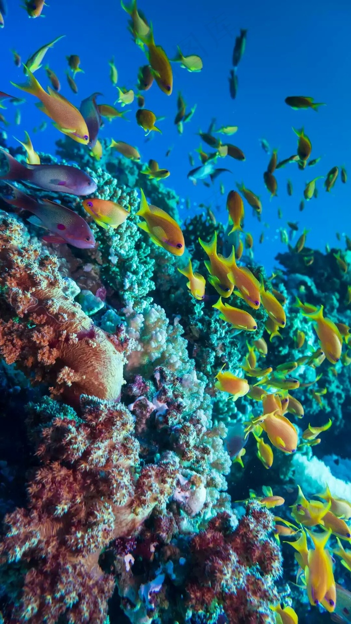 海底小鱼高清摄影图片