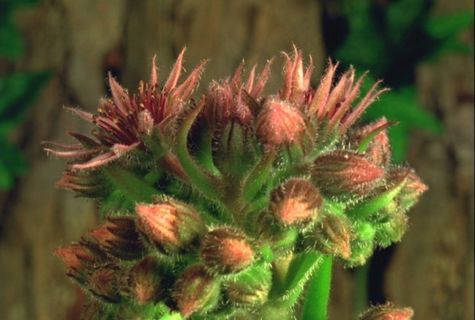 美丽的鲜花素材下载