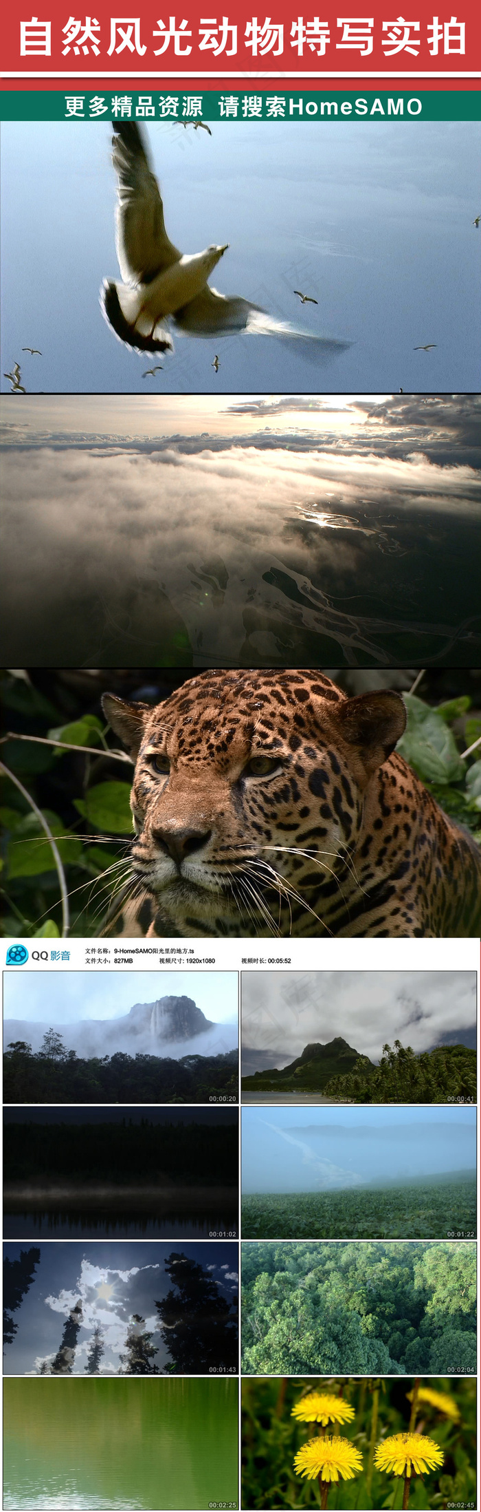 自然风光动物特写高清实拍ts文件