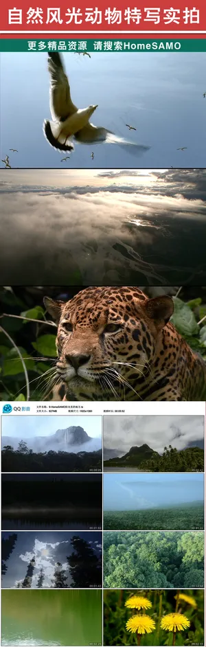 自然风光动物特写高清实拍ts文件