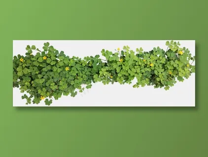 野花小草 野花小草