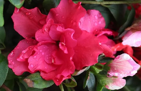 水嗒嗒 杜鹃花图片