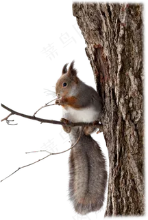 野生动物松鼠png免抠图片下载