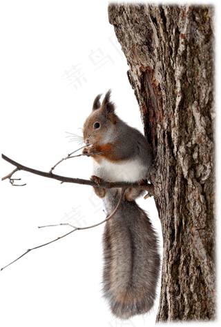 野生动物松鼠png免抠图片下载