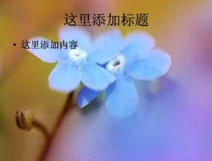 成双成对的花儿惹人怜唯美花朵pp...