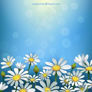 雏菊的春天的背景