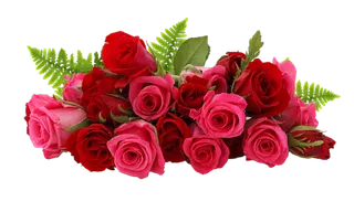 粉嫩玫瑰花朵鲜花免扣PNG素材