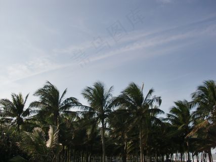 海南海口假日海滩椰子树图片