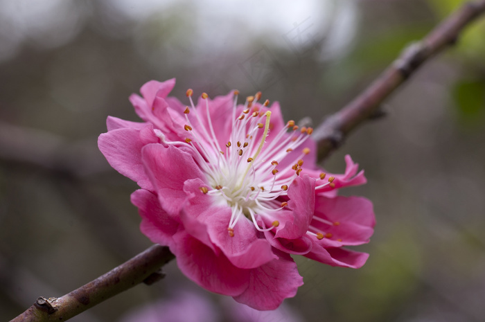 梅花图片