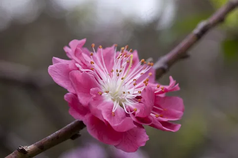 梅花图片 梅花图片