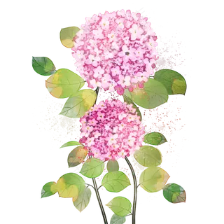 粉色水粉绣球花花丛清新小花朵粉色水粉绣球花花丛清新小花朵