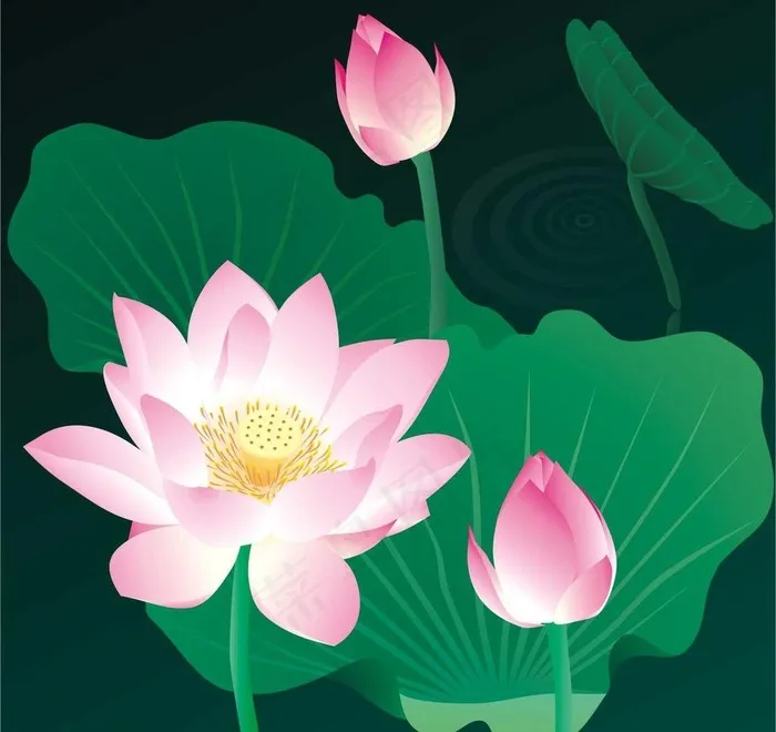 荷花图图片cdr矢量模版下载