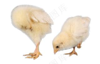 小鸡免抠素材PSD分层