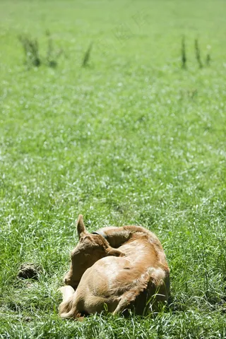 草地上睡觉的牛图片