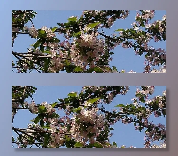 粉色花朵图片