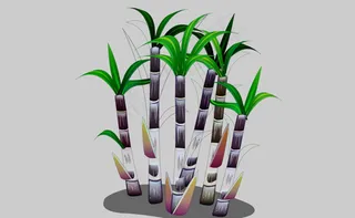 甘蔗树flash植物