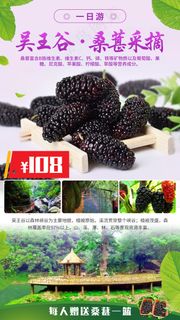 江西吴王谷，桑葚采摘一日游海报素材