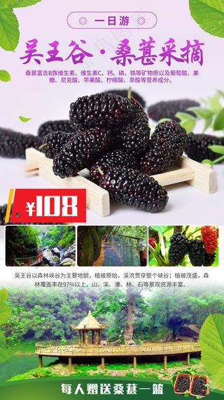 江西吴王谷，桑葚采摘一日游海报素材