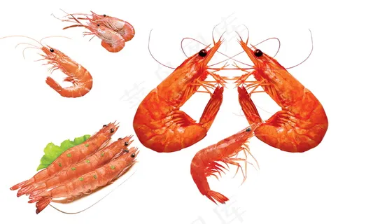 虾米素材 虾米素材