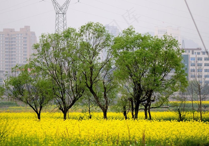 田园风光 油菜花 柳树 春天图片