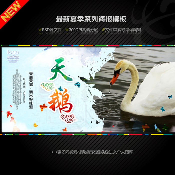 天鹅图片