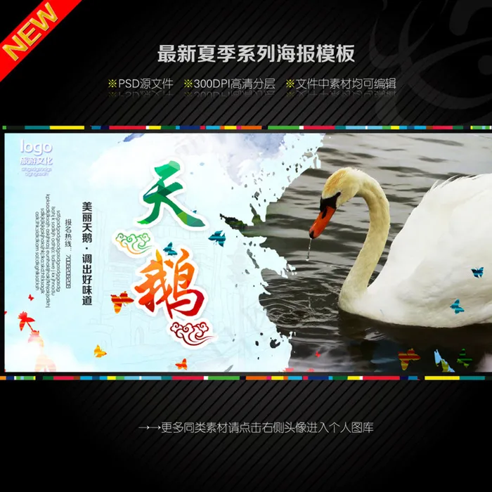天鹅图片