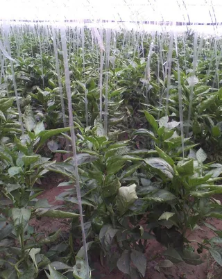 大棚蔬菜 青椒图片