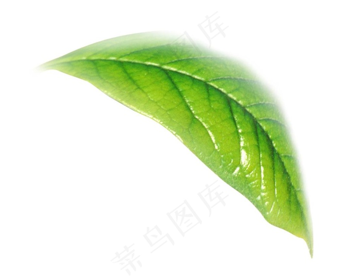 茶叶图片