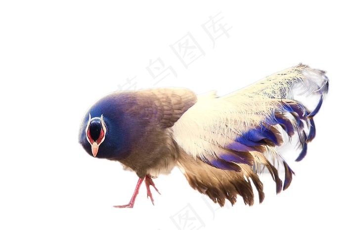 褐马鸡免抠素材PSD分层