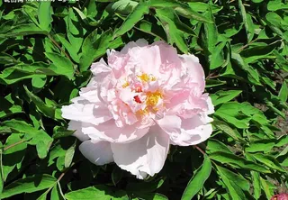 五月粉色的牡丹图片