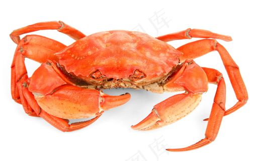 唯美螃蟹图片