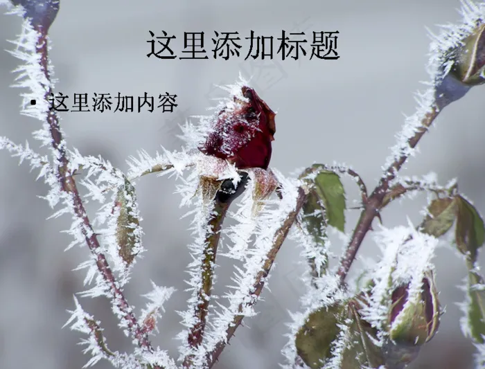 冰雪植物