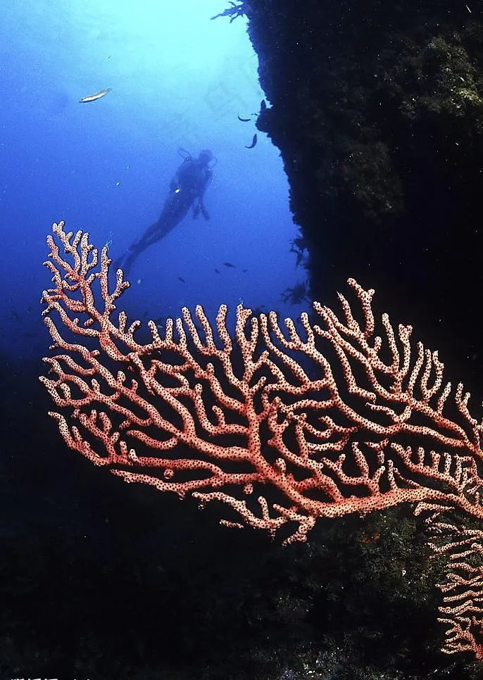 海洋生物图片