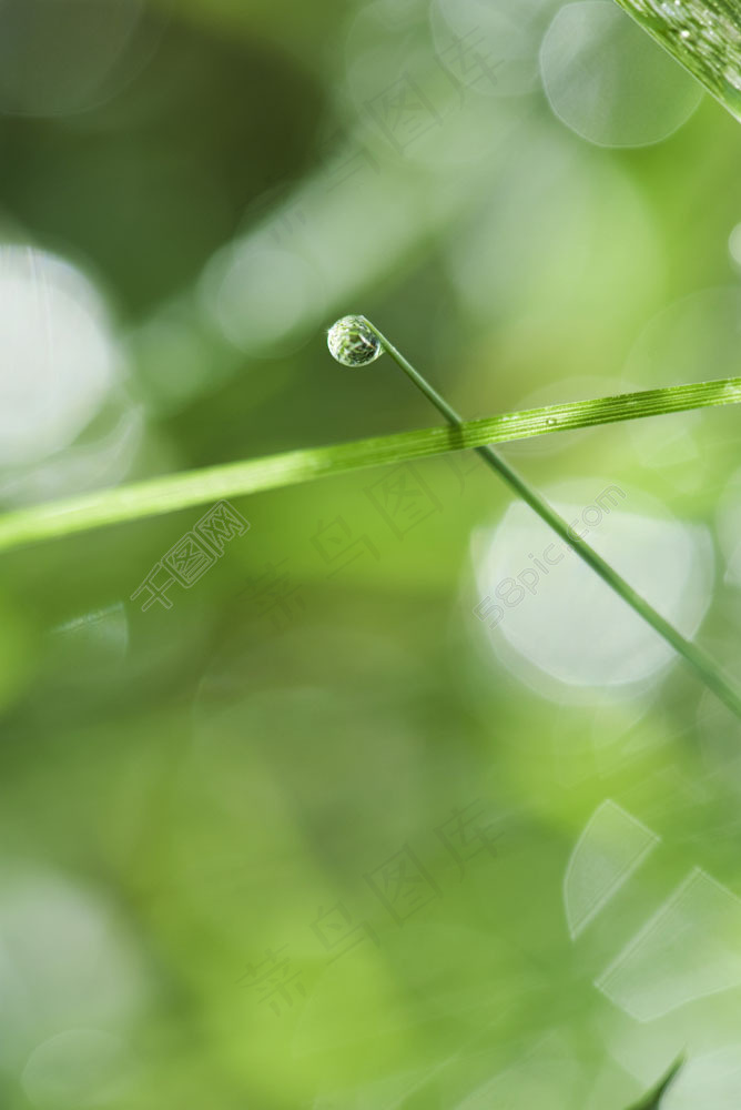 绿草上的水滴图片