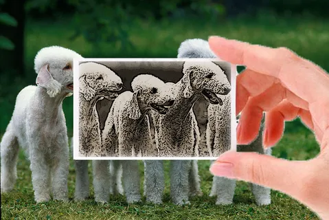 利用色相饱和度命令制作趣味照片