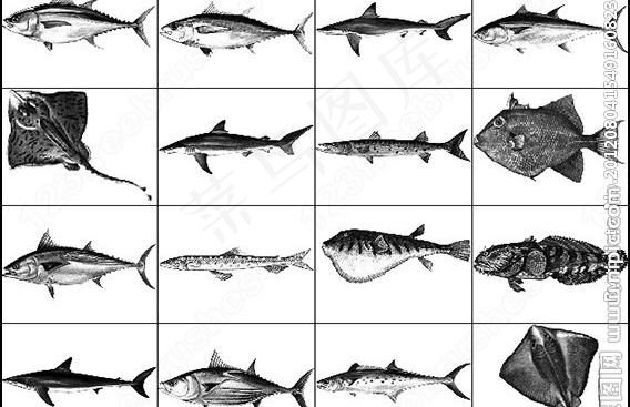 多种常见海洋鱼类笔刷图片