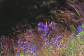 美丽的花朵模板下载