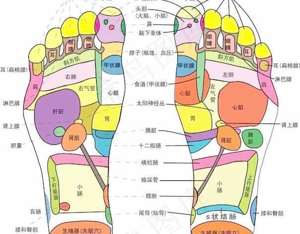 足底穴位图 矢量素材图片 下载ai矢量模版下载