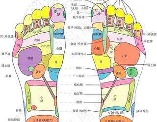 足底穴位图 矢量素材图片 下载
