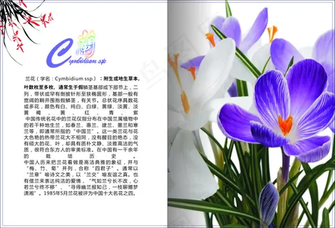 兰花画册内页 兰花画册内页