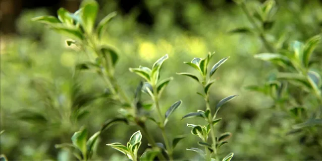 景深绿草 景深绿草