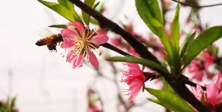 蜜蜂采花忙图片