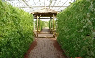 智能温室栽培图片