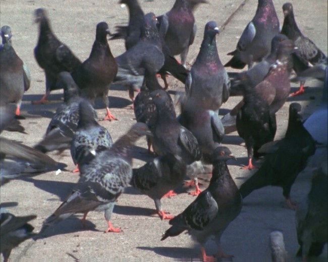 动态鸟素材下载