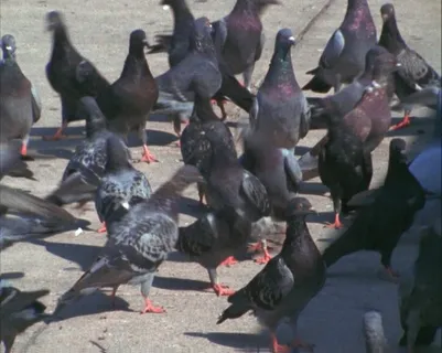 动态鸟素材下载