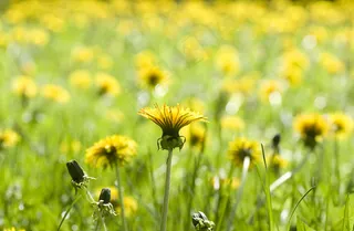 在春天 黄色的蒲公英