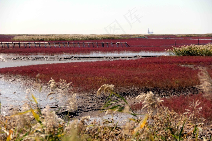 盘锦红海滩湿地图片