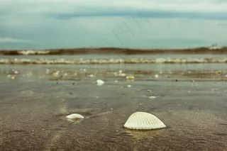 海滩贝壳图片