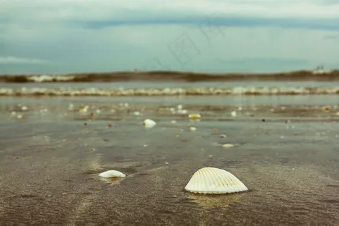 海滩贝壳图片 海滩贝壳图片